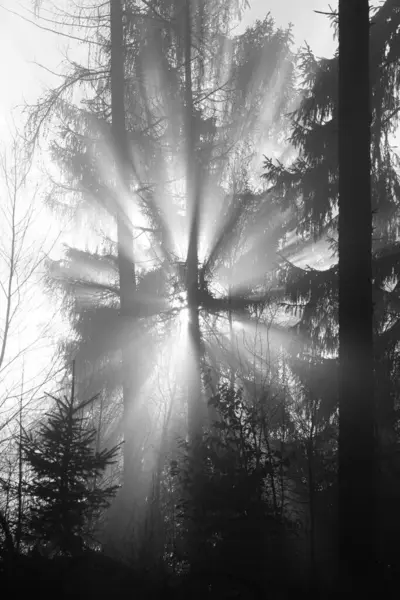 Promienie Słońca Gęstym Lesie — Zdjęcie stockowe