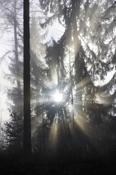 Promienie Słońca Gęstym Lesie — Zdjęcie stockowe