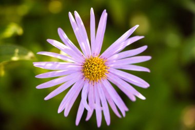 Yeşil arka planda tek bir mor paskalya çiçeği. Çiçek açan tesise yakın plan..