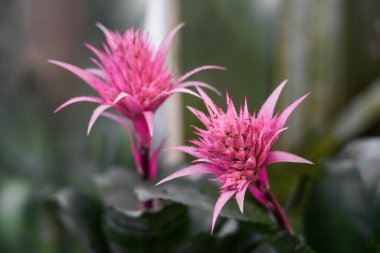 Aechmea fasciata 'nın egzotik pembe çiçekleri. Çiçek açan tesise yakın plan. Bromeliaceae ailesi. Gümüş vazo veya vazo bitkisi.