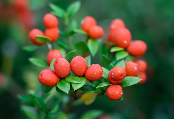 Röda Bär Alyxia Ruscifolia Växtnärbild Buske Chainfruit Eller Taggig Alyxi — Stockfoto
