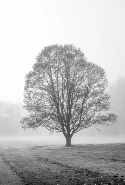 Самотнє Дерево Тумані Пейзаж Взимку Туманній Погоді — стокове фото