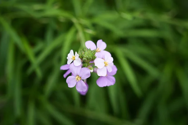 Blumen Der Mauerblümchen Erysimum Blühende Pflanze Aus Nächster Nähe — Stockfoto