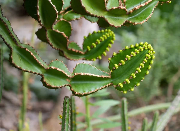 Euphorbia Sooperi Green Cactus Close — Stock Photo, Image