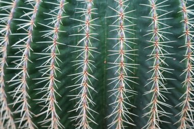 Çivili yeşil kaktüse yakın çekim. Dikenli bitkiler arka planı.