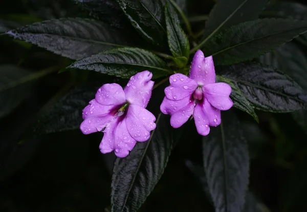 stock image Impatiens platetypetala flower. flowering plant. Dark natural background. Perennial plant.