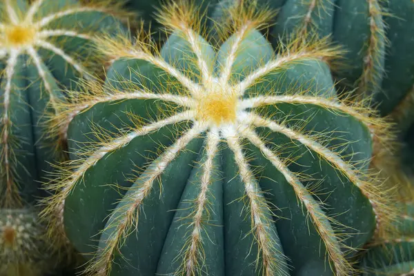 Close Green Cactus Spikes Prickly Plants Background — Stock Photo, Image