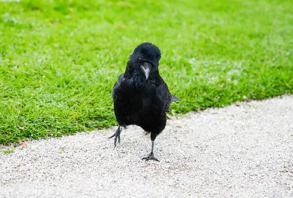 Закрийся Парку Птах Чорним Оперенням Корвус — стокове фото
