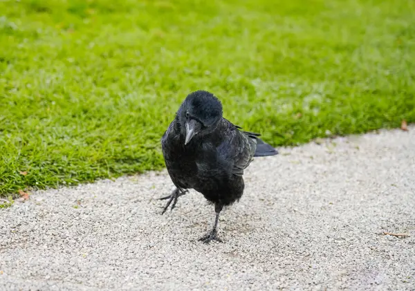 Закрийся Парку Птах Чорним Оперенням Корвус — стокове фото