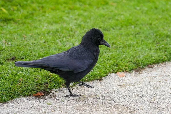 Ворона Парке Птица Чёрным Оперением Корвус — стоковое фото