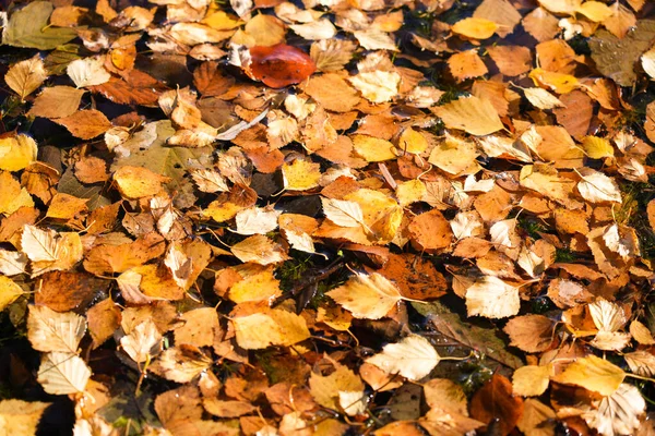 Hintergrund Der Herbstblätter Leuchtenden Farben — Stockfoto