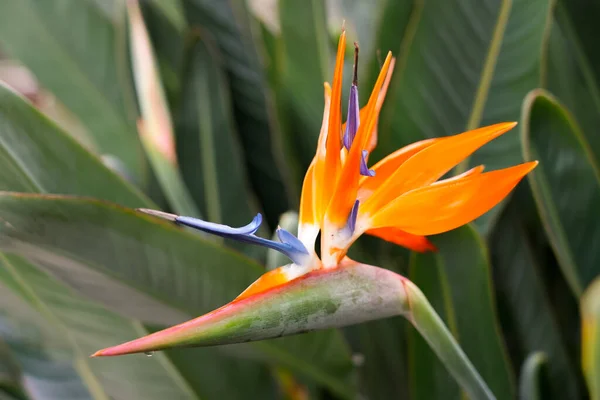Exotic Bird Paradise Flower Closeup Strelitzia Flowering Perennial — Stock Photo, Image