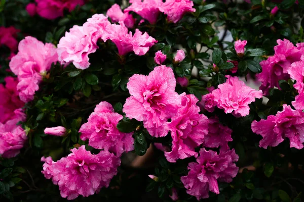 Blooming Rhododendron Close Pink Flowers Plant — Stock Photo, Image