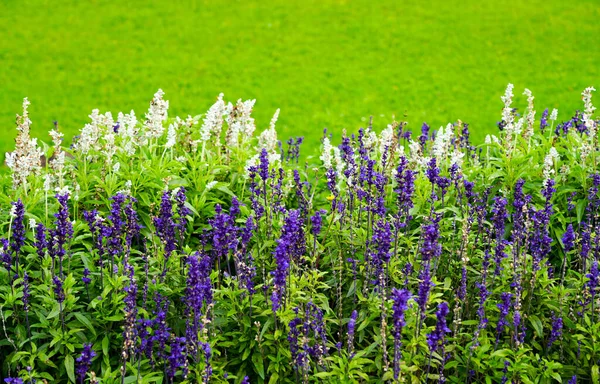 Flowering sage with a green background. Salvia.