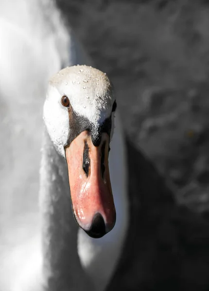 Retrato Cisne Jovem Cygnus — Fotografia de Stock
