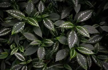 Tropikal bitki Strobilathes maculata 'yı kapatın. Karanlık yapraklar. Doğal yeşil bitki arkaplanı.