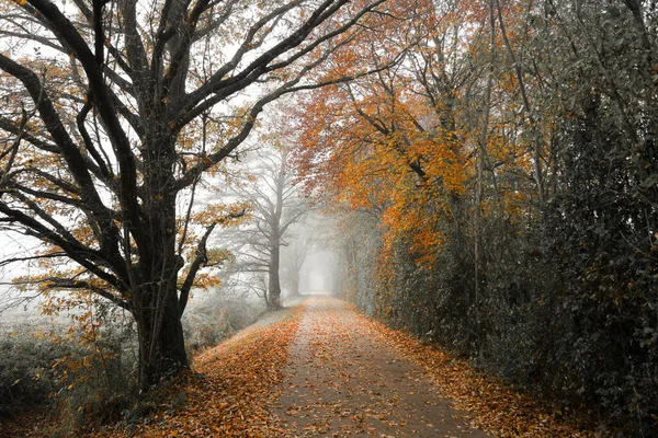秋天的雾蒙蒙中 一条孤独的小径 — 图库照片