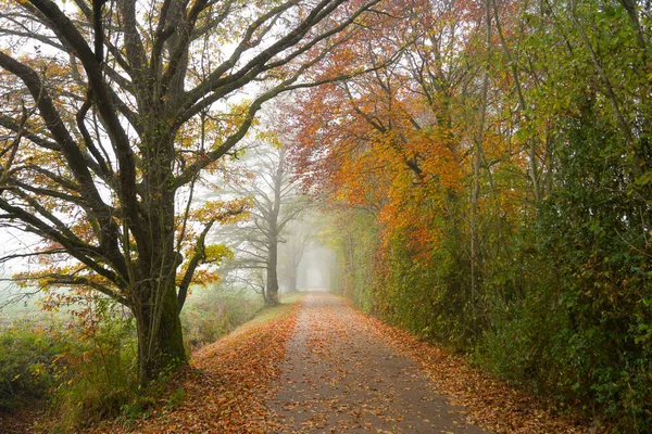 Einsamer Weg Herbst Einem Nebligen Tag — Stockfoto