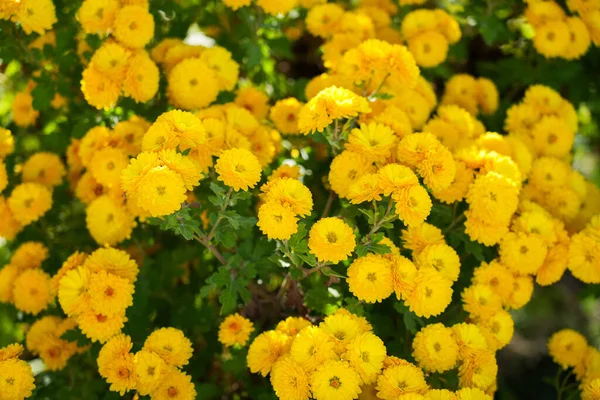 睡在黄色的冬宫里 秋天开花的植物 这些花的特写 — 图库照片