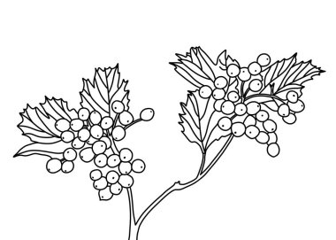 Guelder gülü çizimi. Bitkinin yansıması. Viburnum opulus. Renkli resim.