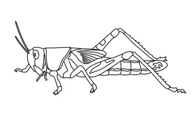 Beyaz arka planda bir çekirge çizimi. Bir böceğin siyah beyaz çizimi. Renkli resim.