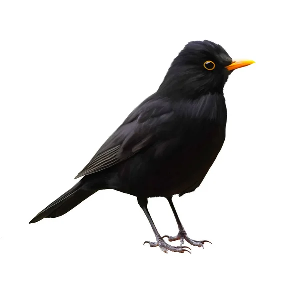 Illustration Koltrast Mot Vit Bakgrund Isolerad Fågel Med Svart Fjäderdräkt — Stockfoto