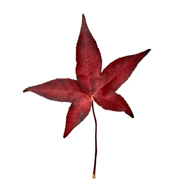 Isoliertes Blatt Des Süßkautschukbaums Rotes Blatt Herbstfarben Vor Weißem Hintergrund — Stockfoto