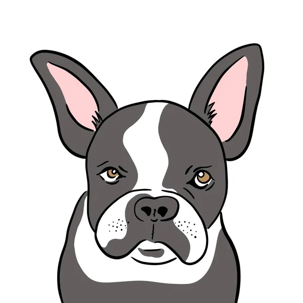 Bulldog Francés Pintado Mano Ilustración Lindo Perro Delante Fondo Blanco — Foto de Stock