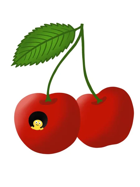 Illustration Von Roten Kirschen Mit Einem Wurm Vor Weißem Hintergrund — Stockfoto