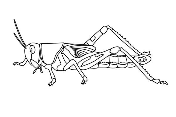 Kreslení Kobylky Bílém Pozadí Černobílá Ilustrace Hmyzu Zbarvení Obrázku — Stock fotografie