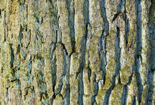 Egy Öreg Tölgyfa Fakérge Mohával Egy Kéreg Közelsége — Stock Fotó