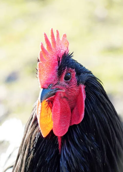 Porträt Eines Schwarzen Hahns Mit Rotem Hahnenkamm Australorp — Stockfoto