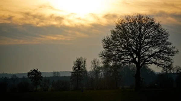 Wielkie Drzewo Zmierzchu Sylwetka Drzew Polu Wieczorem Krajobraz Zachodzie Słońca — Zdjęcie stockowe
