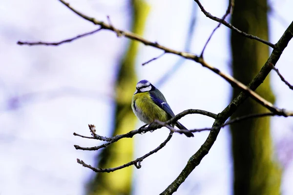 Blue Tit Sitting Branch European Songbirds Winter — Fotografia de Stock
