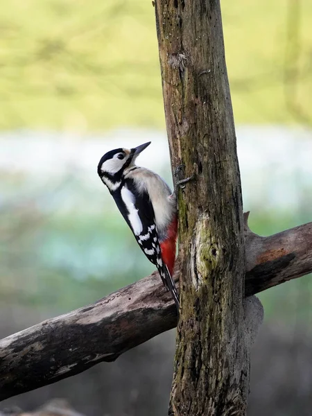 Great Spotted Woodpecker Tree Trunk — Stock Photo, Image