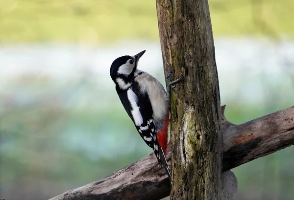 Great Spotted Woodpecker Tree Trunk — Stock Photo, Image