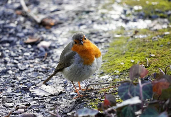 Любопытный Робин Сидит Полу Европейские Певчие Птицы Зимой — стоковое фото