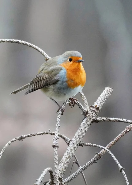 European Robin Sits Branch Winter — Stock Photo, Image