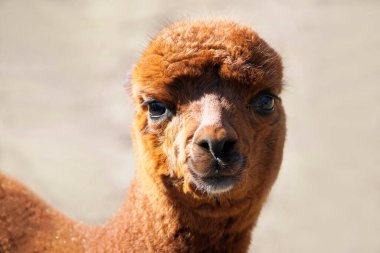 Geçmişi bulanık genç bir alpaka portresi