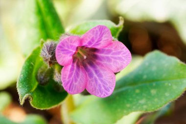 Gedenkemein 'in çiçeğinin kapağı, göbek deliği Omphalodes verna