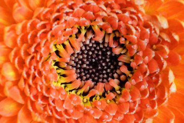 Çiçek kabuğunun başına yakın çekim. Makro çekimde arkaplan olarak çiçekler.