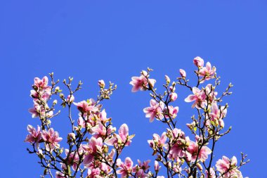 Arka planda mavi gökyüzü olan bir manolya dalı. Baharda pembe çiçekler. Çiçekli manolya ağacı.