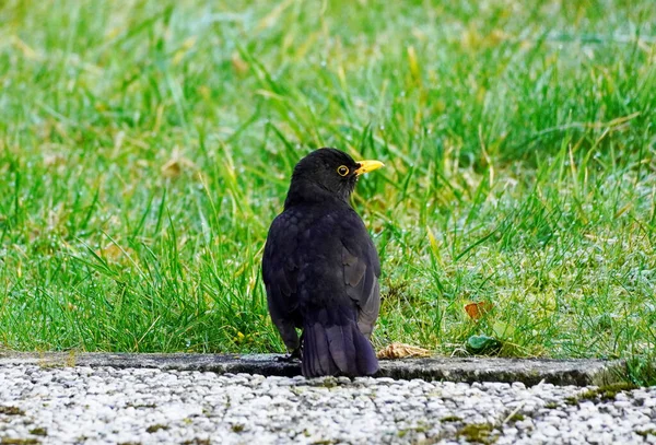Чёрный Дрозд Жёлтым Клювом Певчие Птицы Зимой — стоковое фото