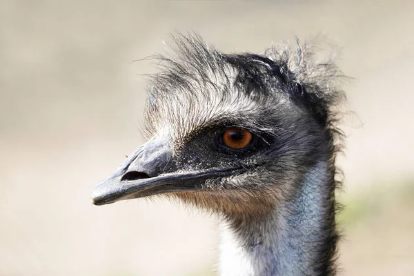 Retrato Emu Grande Ratite Dromaius Novaehollandiae — Fotografia de Stock