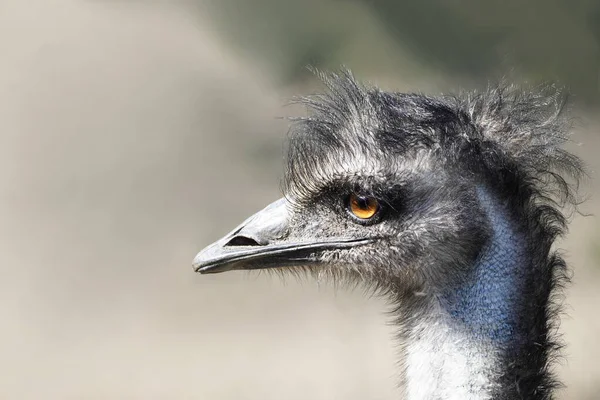Retrato Emu Grande Ratite Dromaius Novaehollandiae — Fotografia de Stock