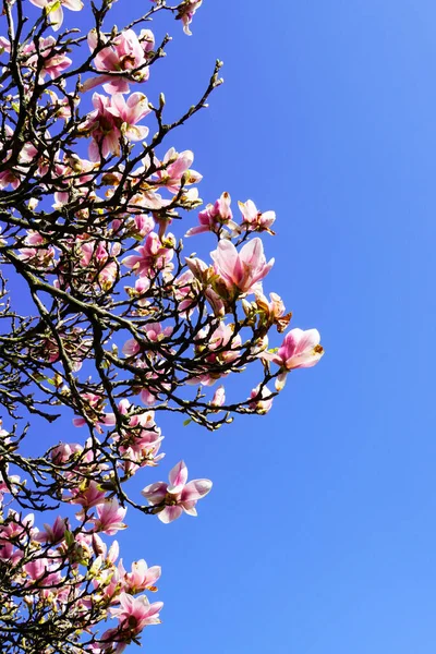 Gałąź Magnolii Niebieskim Niebem Tle Różowe Kwiaty Wiosną Kwitnące Drzewo — Zdjęcie stockowe