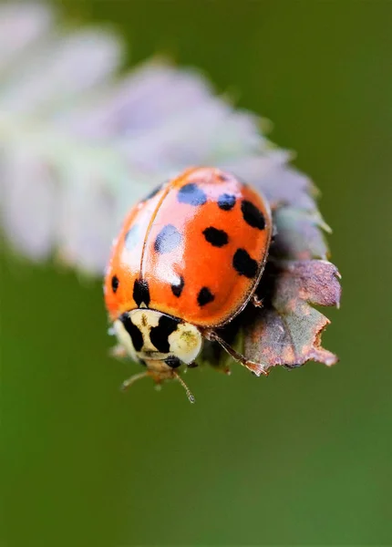 Ladybug Leaf Fern Green Background — Stock Photo, Image