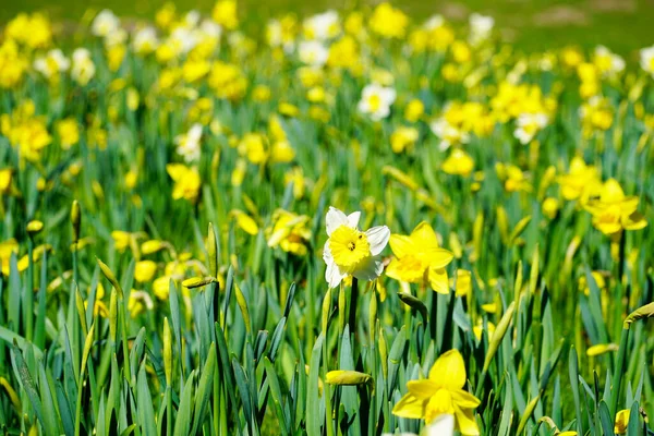 Påskelilje Nærbillede Blomstrende Planter Foråret - Stock-foto