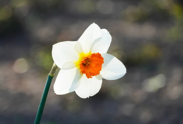 Нарцисс Крупным Планом Цветущие Растения Весной — стоковое фото