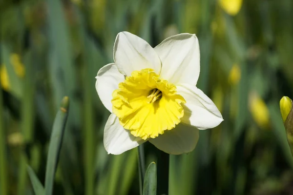 Нарцисс Крупным Планом Цветущие Растения Весной — стоковое фото